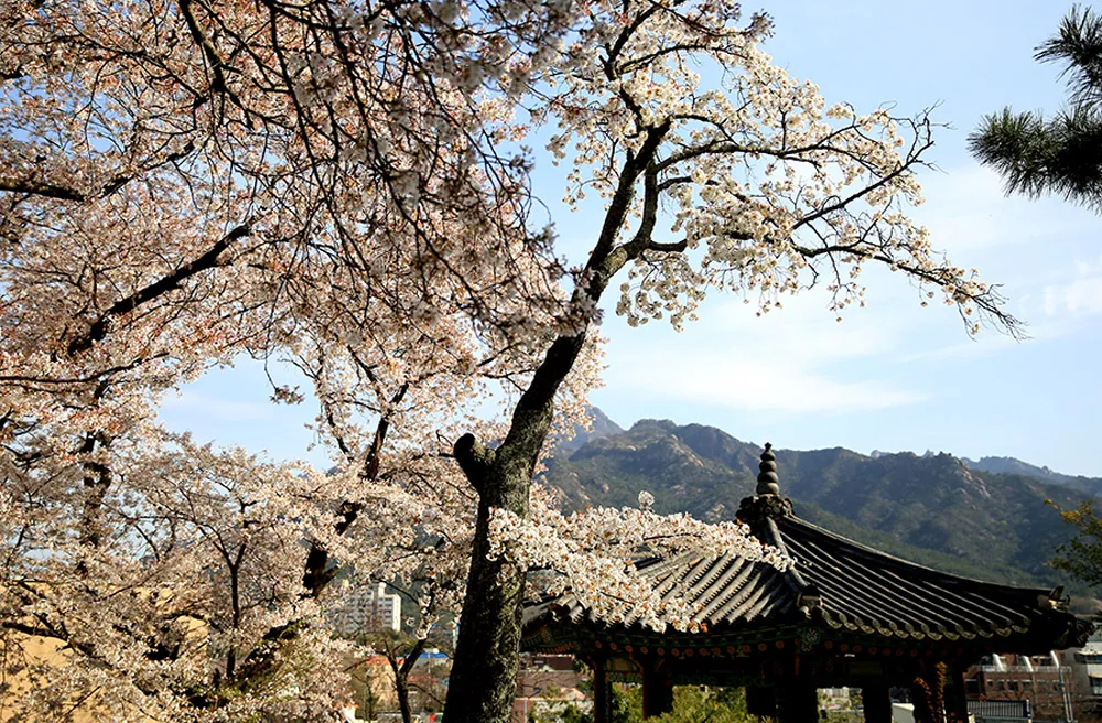 Photo DIY Bridal Portraits In Seoul. theweddingnotebook.com