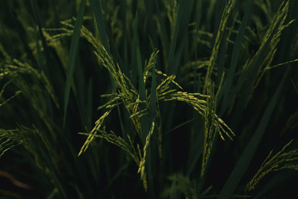 Photo by Terralogical. theweddingnotebook.com