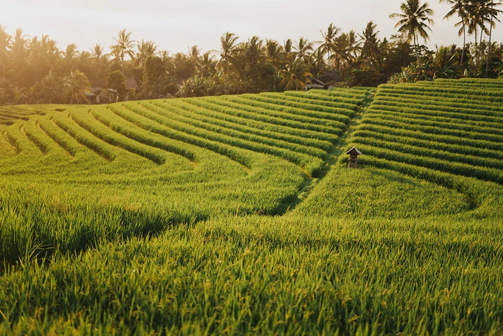 Photo by Terralogical. theweddingnotebook.com