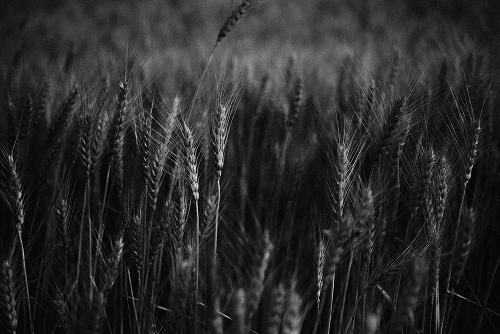 Photo by Terralogical. theweddingnotebook.com