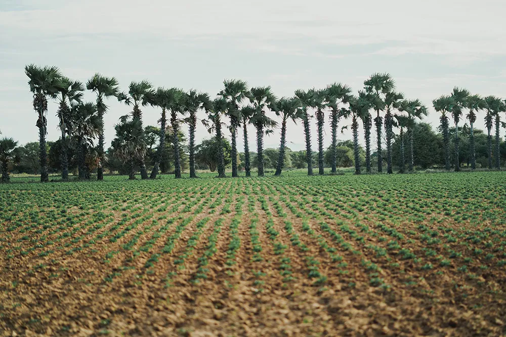 Photo by Terralogical. theweddingnotebook.com