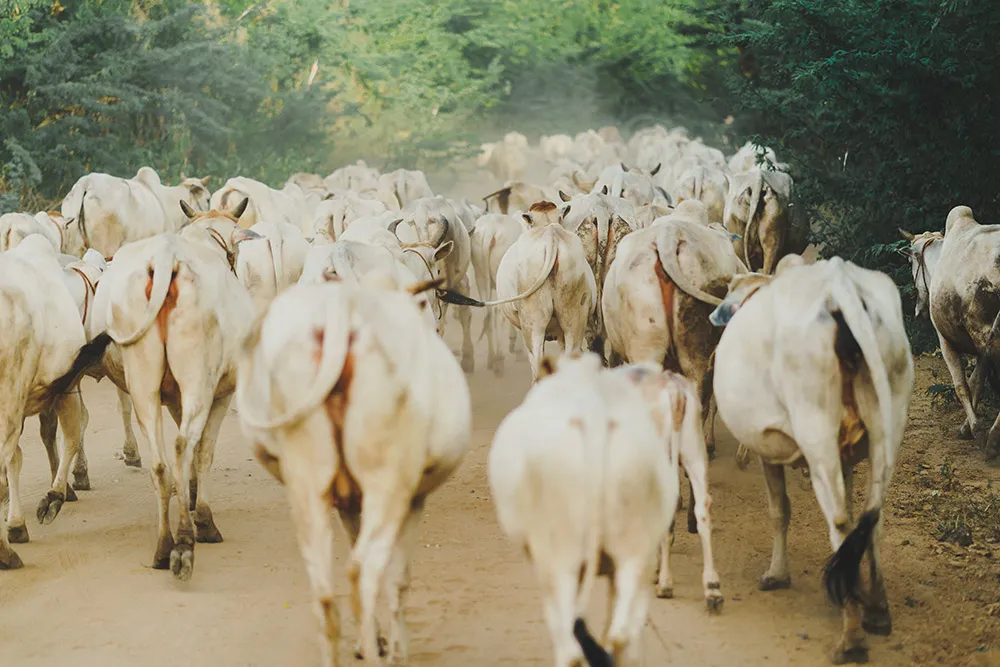 Photo by Terralogical. theweddingnotebook.com