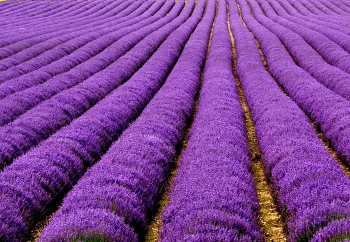 Lavender fields in France. 16 Colourful Places In The World For Your Bridal Portraits. theweddingnotebook.com