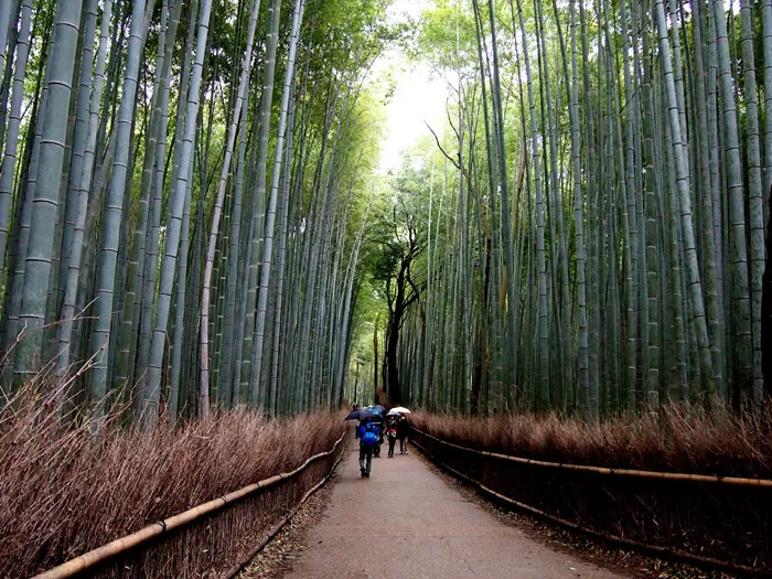 Kyoto Itinerary – Arashiyama Bamboo Grove. theweddingnotebook.com