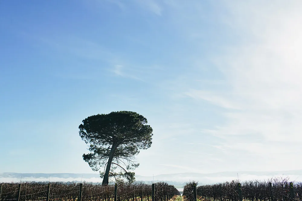 Photo by Sayher Heffernan. theweddingnotebook.com