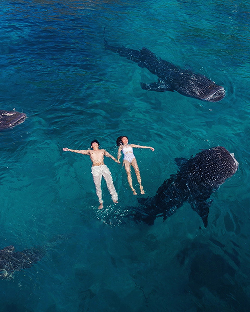 Swimming With Whale Sharks In The Philippines
